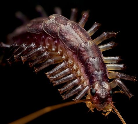 House Centipede