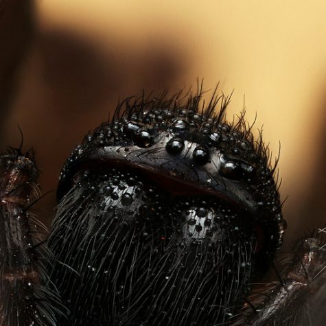 (ID Needed) Large Spider, Coventry, CT