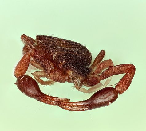 (ID Needed) Large Spider, Coventry, CT (Copy)