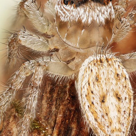 Jumping Spider (Phidippus sp.) about 5 cm long and 1.5 com wide-1 specimen