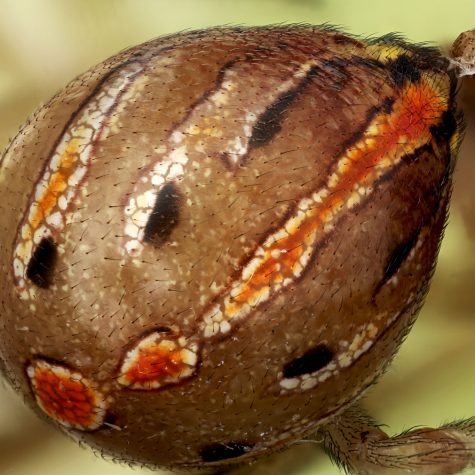 Latrodectus hesperus, Black Widow (Male), unfortunately lost a leg from last molt