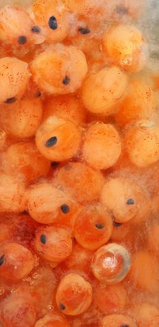 Lobster Eggs