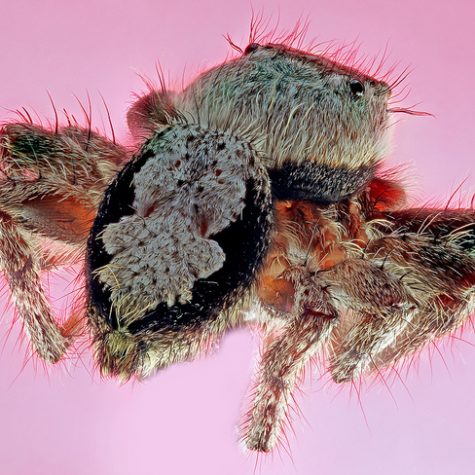 Lord of Light, Phidippus addax