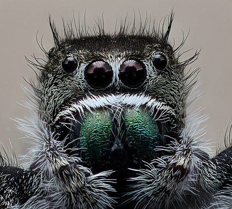 Lord of Light, Phidippus addax, Jumping Spider, Haddam CT