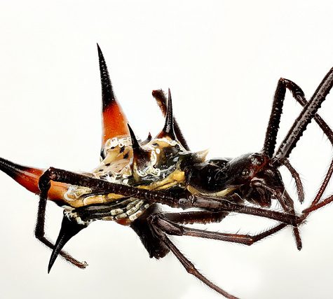 Micrathena schreibersi