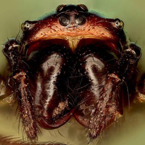 Micrathena schreibersi