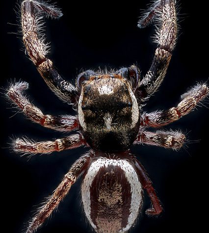 Nursery web spider (Pisauridae), Coventry, CT, Fairly Aggressive, 5.8.15 (Copy)