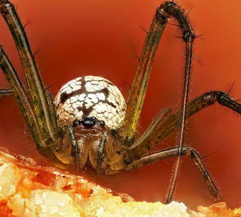 Orchard Orbweaver (Copy)