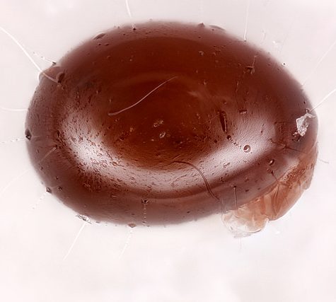 Oribatida Mite