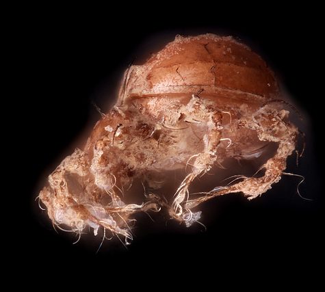 Oribatida Mite, Epidamaeus coxalis