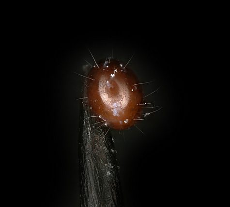 Oribatida Mite, Phthiracarus boresetosus