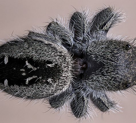 Phidippus audax
