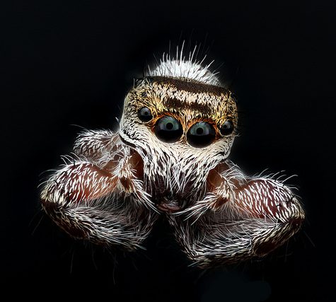 Phidippus princeps