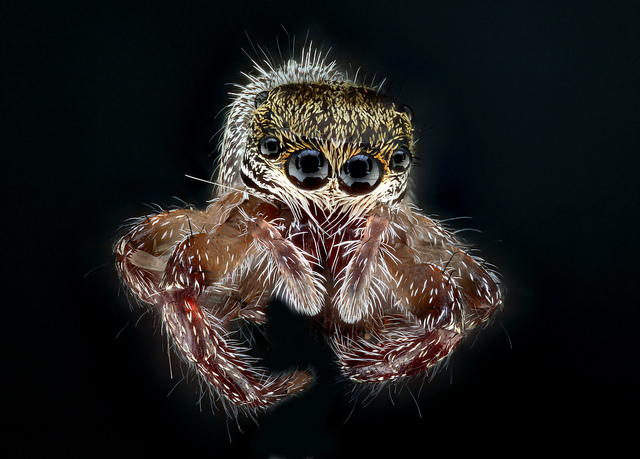 Phidippus princeps