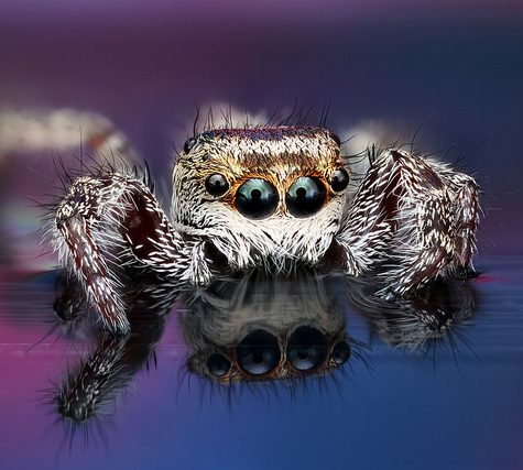 Phidippus princeps on Water