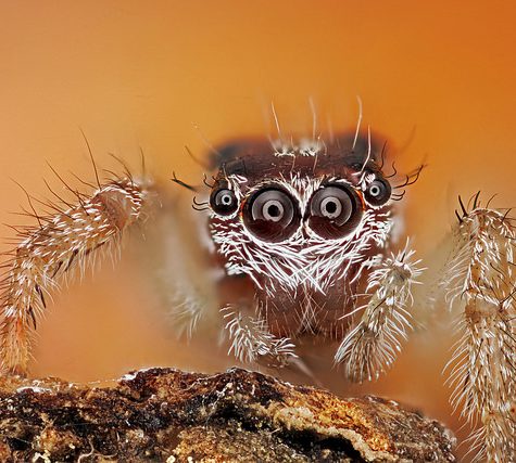 Phidippus sp.