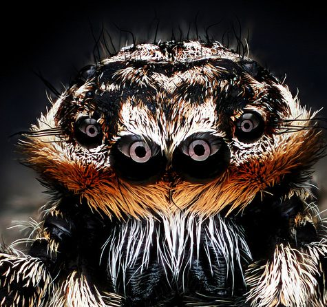 Platycryptus undatus