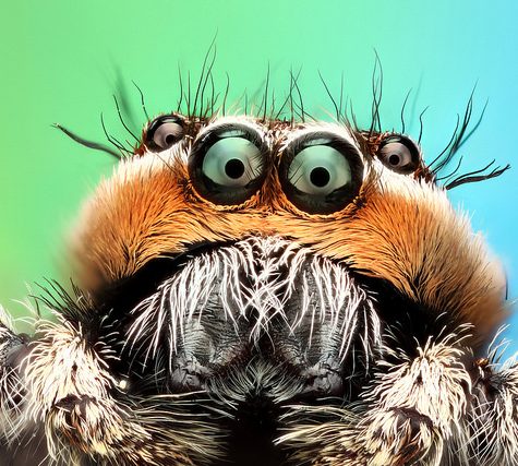 Platycryptus undatus, Coventry CT