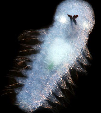 Annelida: Clitellata