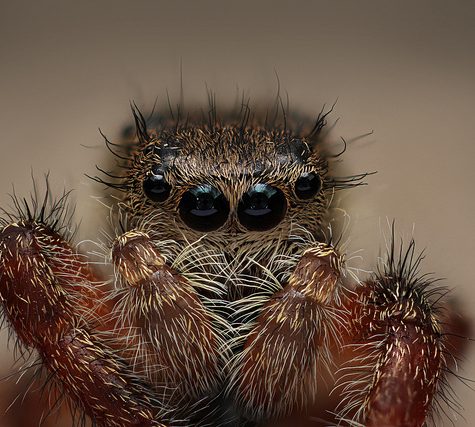 Salticidae