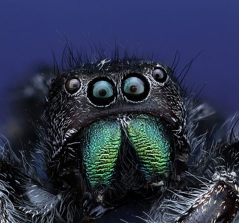 Salticidae