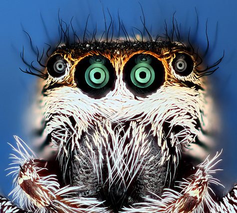 Salticidae