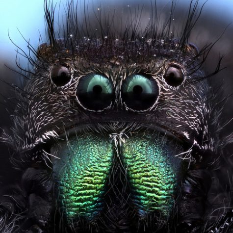 Salticidae