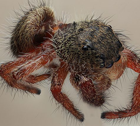 Salticidae