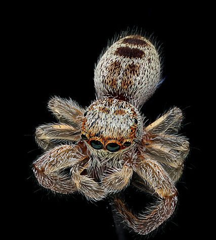 Salticidae Hentzia