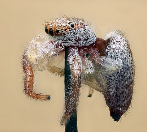 Salticidae Hentzia (Copy)