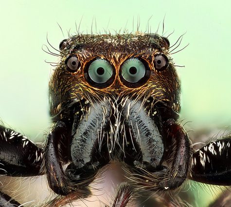 Salticidae, Jumping Spider, Tolland CT