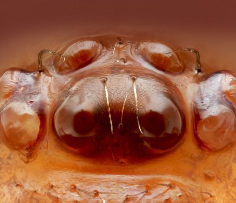 Spider eyes, Coventry CT