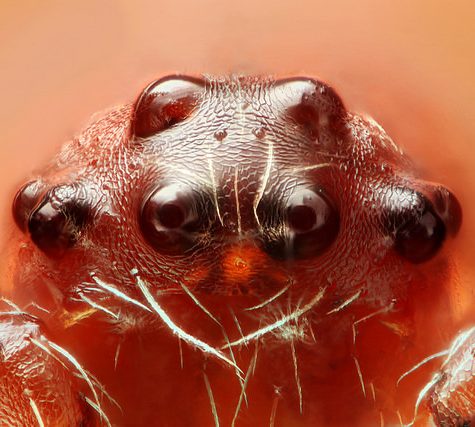 Spider eyes, Coventry CT