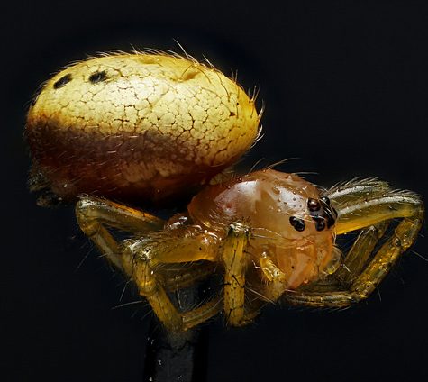 Theridiidae, Comb footed Spider, Yellow Spider, Mansfield, CT