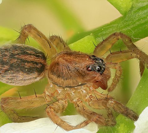 Wolf Spider (Trochosa). Pittsburgh, PA
