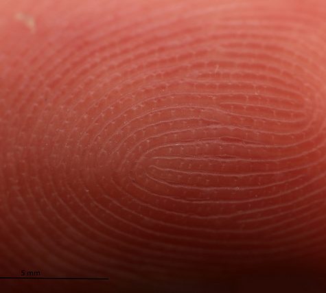 Fingerprint