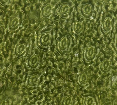 Azolla Fern