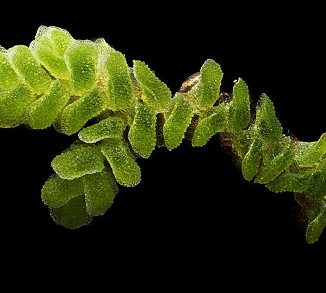 Azolla Fern