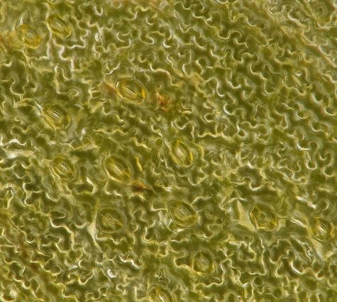 Azolla Fern