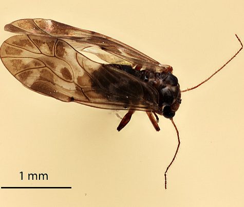 Book Lice Unkown Insect, Coventry CT. Mounted on Pinpoint.  Very Small.