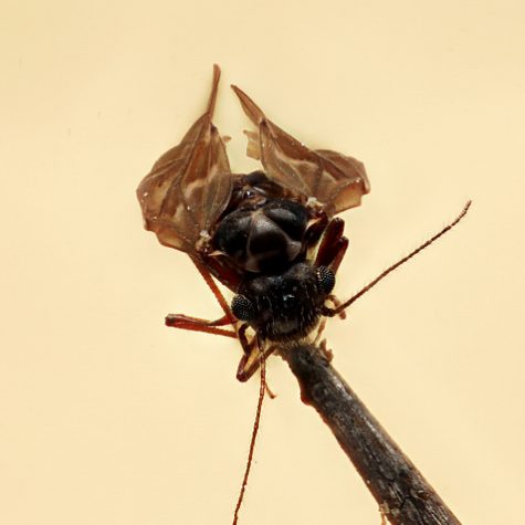 Book Lice Unkown Insect, Coventry CT. Mounted on Pinpoint.  Very Small.
