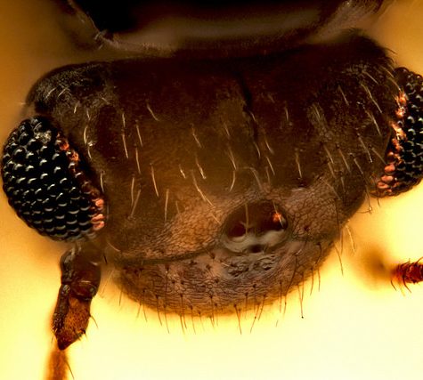 Book Lice Unkown Insect, Coventry CT. Mounted on Pinpoint.  Very Small.