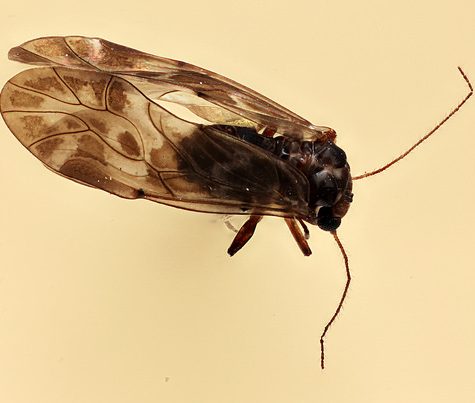 Book Lice Unkown Insect, Coventry CT. Mounted on Pinpoint.  Very Small.