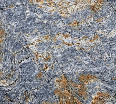 Chocolate Structures in Graptolite