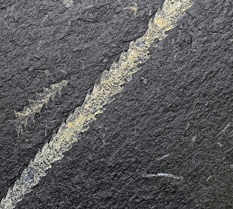 Chocolate Structures in Graptolite