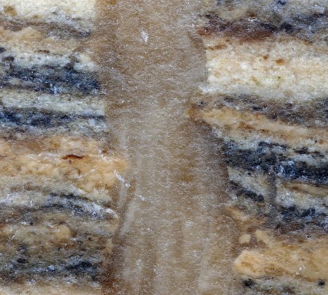 Chocolate Structures in Graptolite