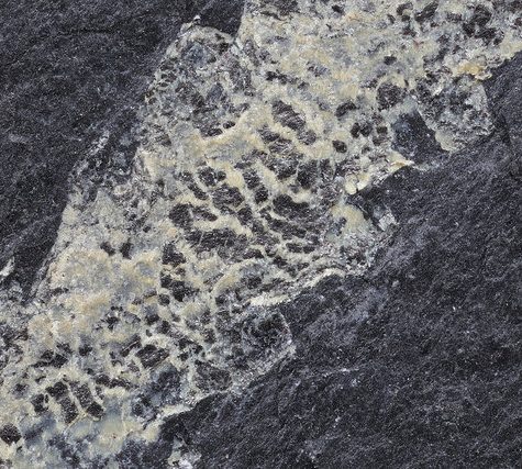 Chocolate Structures in Graptolite