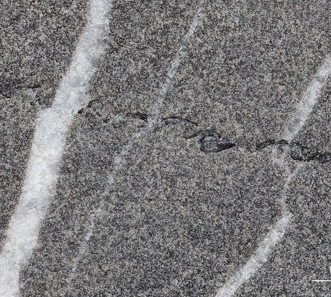 Chocolate Structures in Graptolite