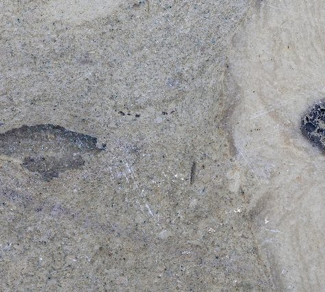 Chocolate Structures in Graptolite