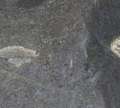 Chocolate Structures in Graptolite